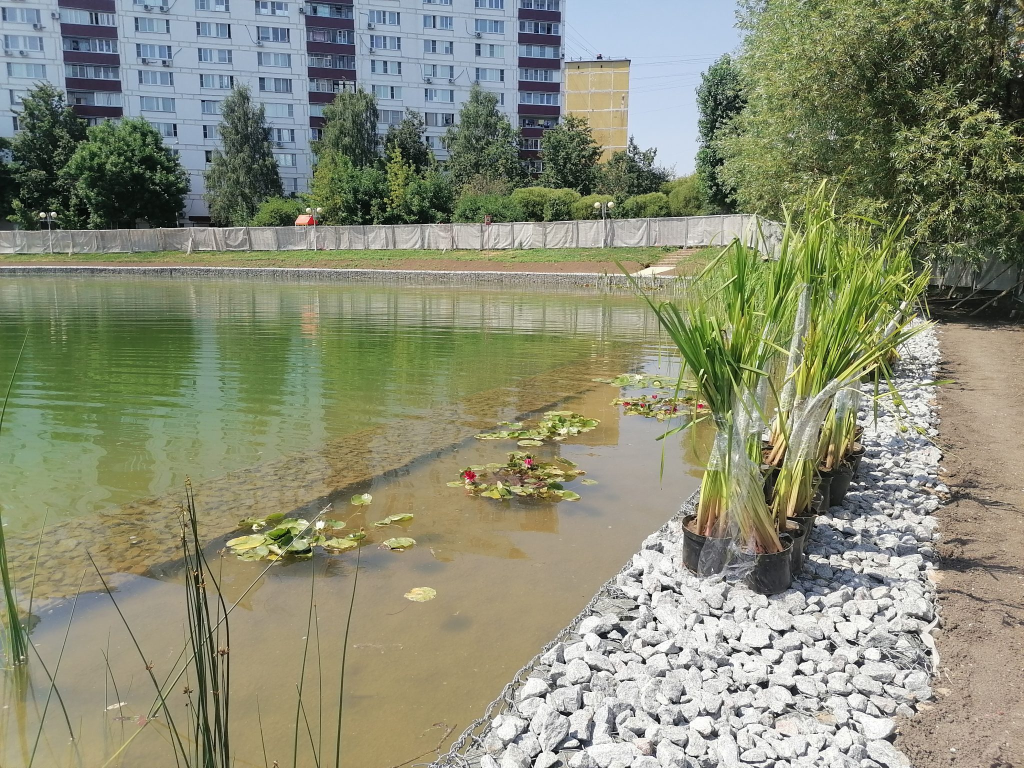 Как высаживали кувшинки на Ясном пруду? - ГУП Мосводосток